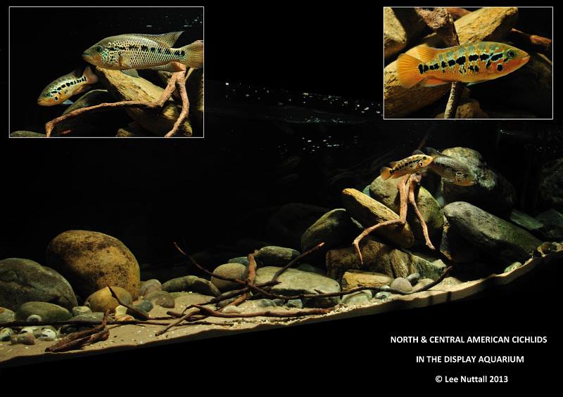 1381265_207498552755252_1149471633_n