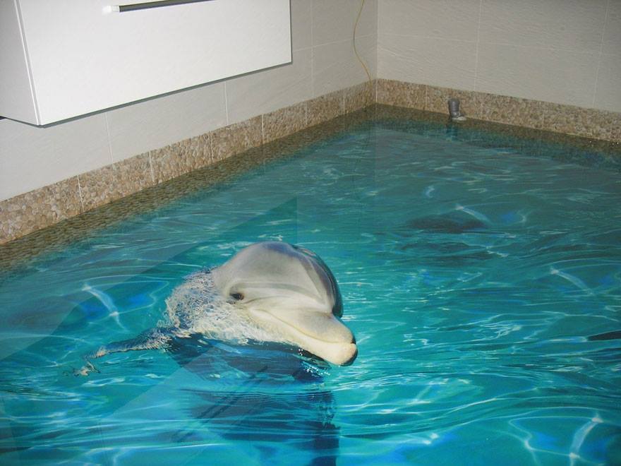 3d epoxy floor dolphin