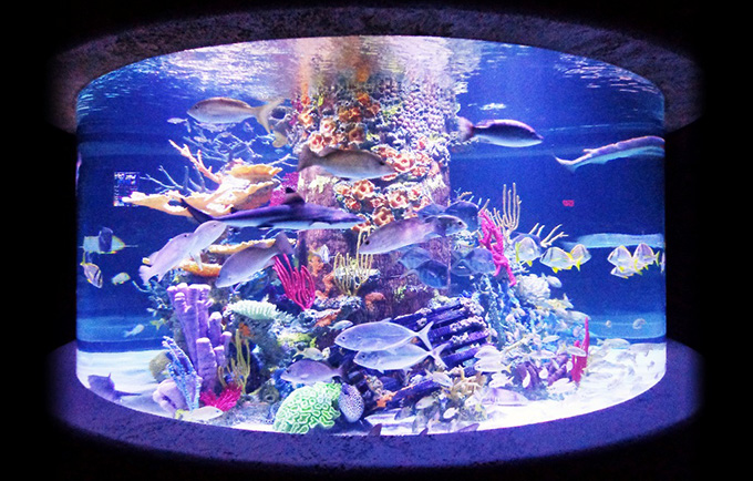 big aquarium shop near me