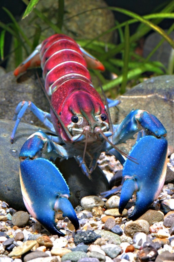 cherax pulcher 2