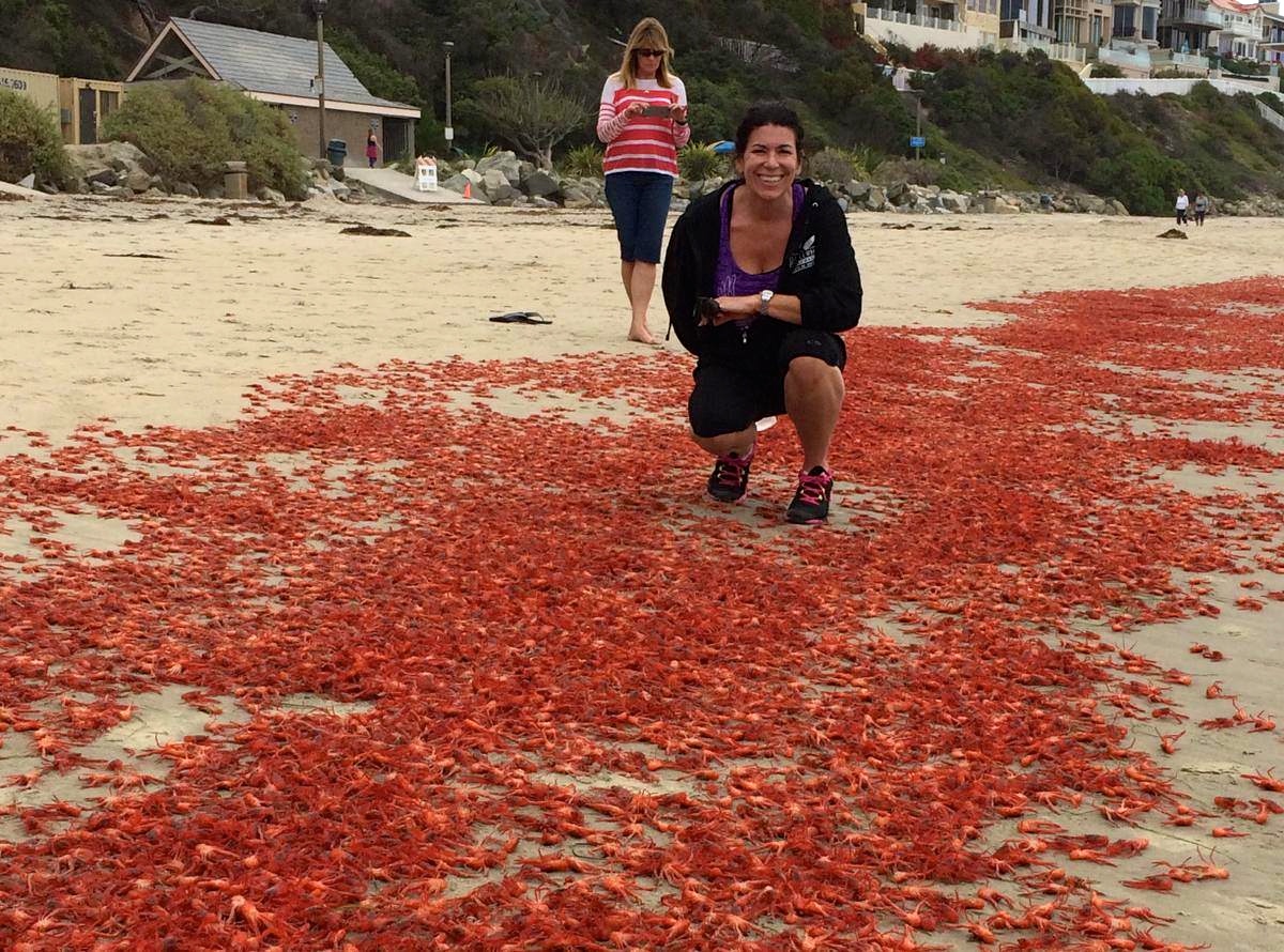 Donna Kalez stoops amid thousands of red crabs at Salt Creek. Photo: Dana Wharf Sportfishing
