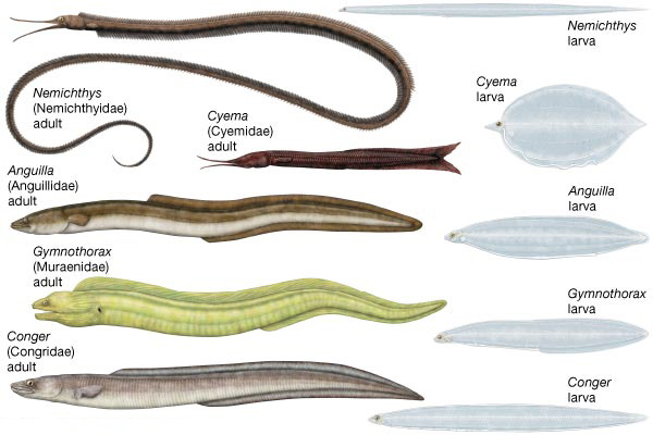 eel-larva