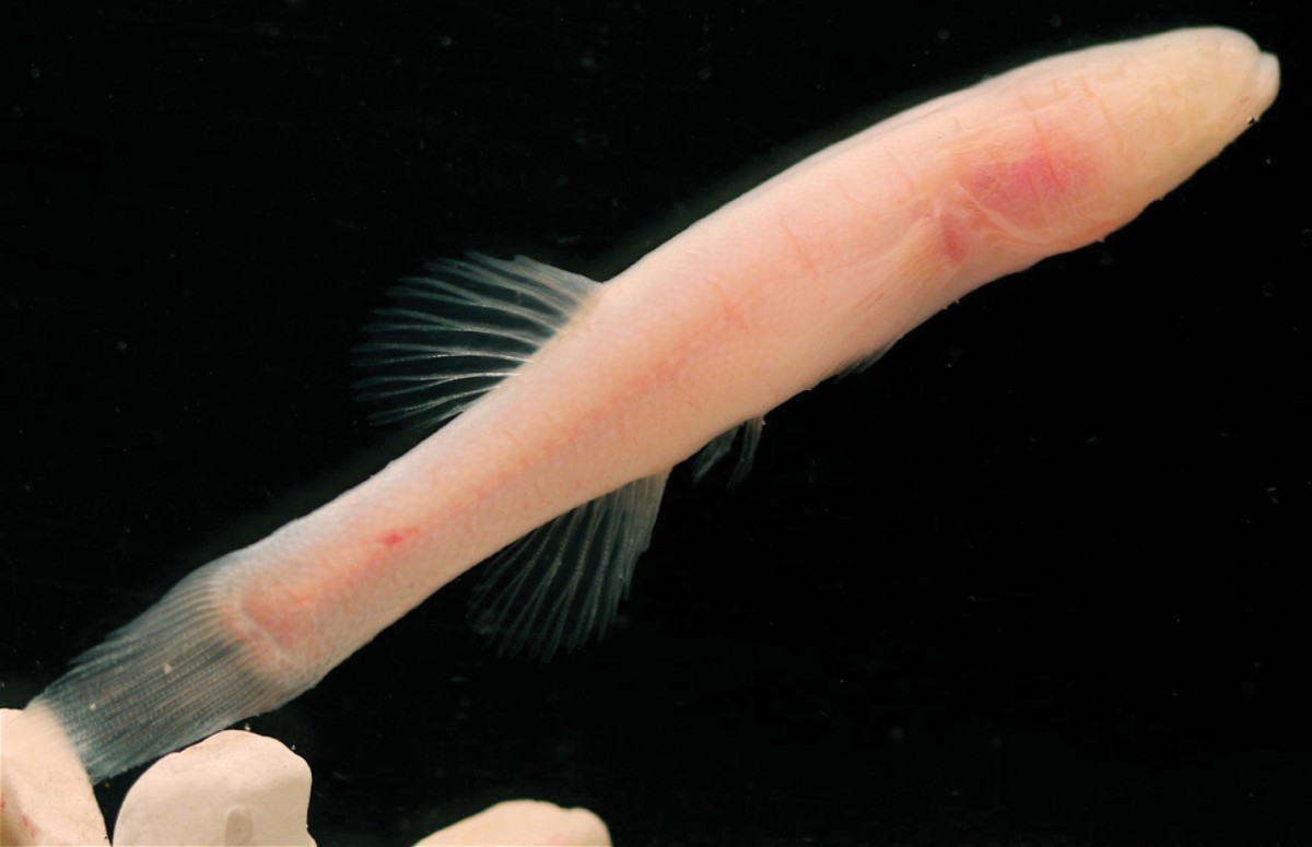 hoosier-cavefish-2