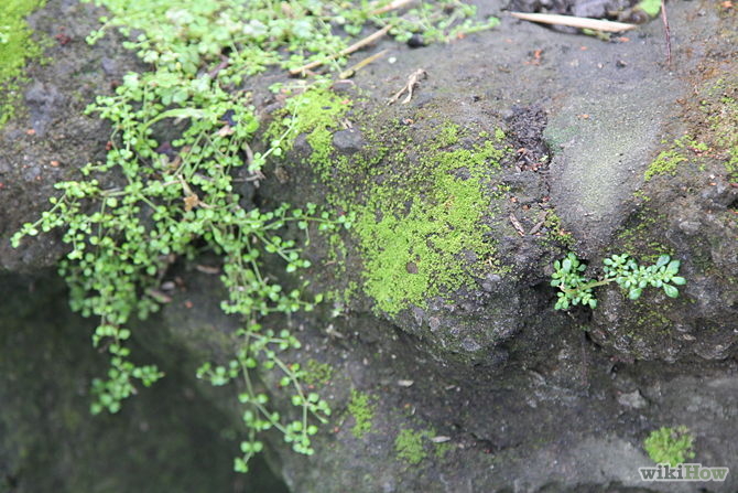 moss1