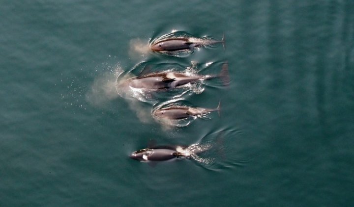 Photo: NOAA / Vancouver Aquarium