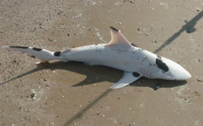 Piebald Blacktip Shark Caught By Brian Cantrell, Texas, Photo: Juliea Jett