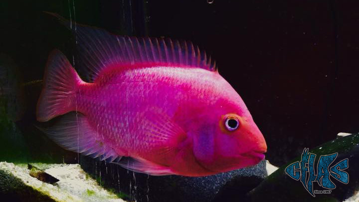 purple rose queen cichlid 4