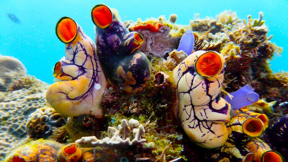 Multi-colored tunicates. Photo: Gary Williams and the California Academy of Sciences