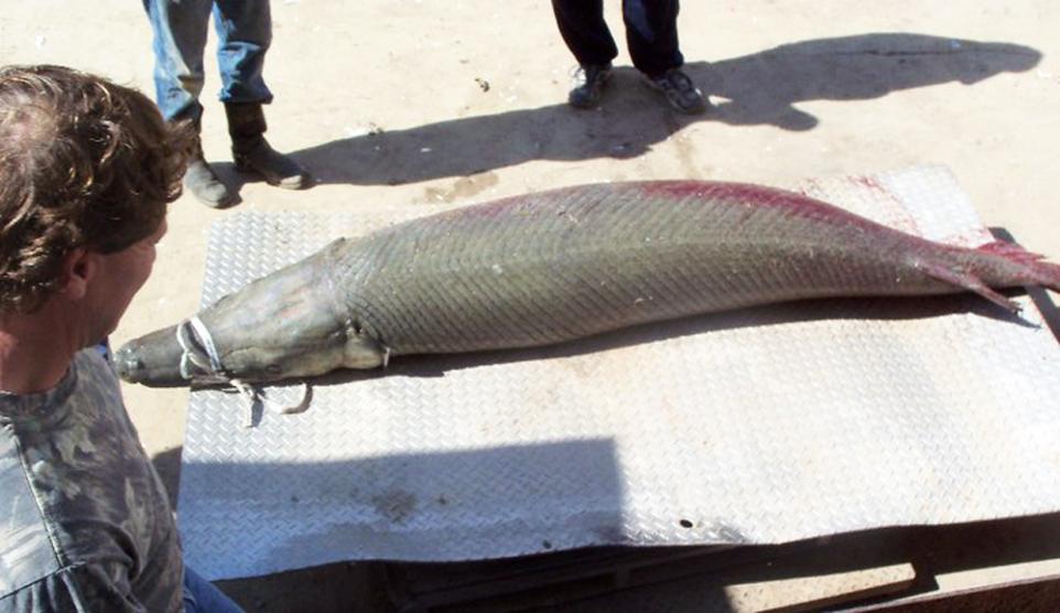 massive 327 pound alligator gar measures over 8 feet long