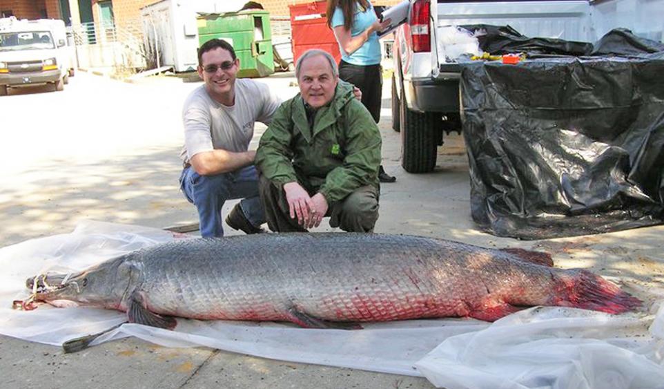 massive 327 pound alligator gar measures over 8 feet long