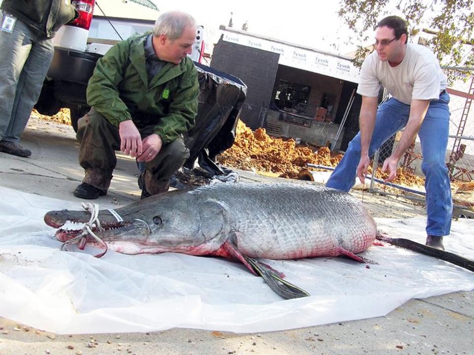 massive 327 pound alligator gar measures over 8 feet long